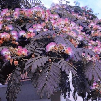 Albizia Julibrissin (Albízia čokoládová) ´SUMMER CHOCCOLATE´® - výška 300-350 cm, obvod kmeňa 4/6 cm, kont. C12L - NA KMIENKU 
